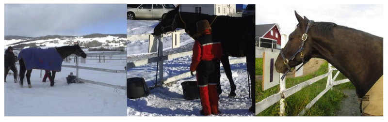 Three of the 23 horses involved in the experiment. (Image: Cecilie M. Mejdell et al., 2016)